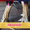 องค์ประกอบแข้งและเกล็ดไก่ มีกี่ส่วนอะไรบ้าง