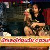 นักเลงไก่ชนวัย 4 ขวบ!