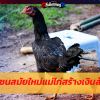 แม่ไก่สร้างเงินล้าน