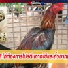 รู้หรือไม่!! ไก่ต้องการโปรตีนจากไข่และถั่วมากเท่าไหร่?