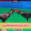 กระดูกก็สำคัญสำหรับไก่อย่างไรบ้าง