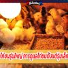 การเลี้ยงไก่ชนรุ่นใหญ่ การดูแลไก่ชนตั้งแต่รุ่นเล็ก-รุ่นใหญ่