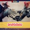 ไก่โง่ บางท่านไม่เข้าใจ นิยามไก่โง่คือ