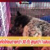 หมากัดไก่ชนตายกว่า 30 ตัว สูญกว่า 1 แสนบาท โดยจับหมาที่กัดไก่ไว้ได้ 