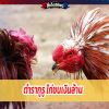 ตำรากูรู ไก่ชนเงินล้าน