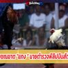 ไก่ชนคร่าชีวิตนายตร.ฟิลิปปินส์ขณะบุกจับ มีดติดเดือยปาดต้นขา