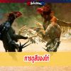 การดูสีของไก่
