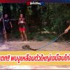 สาวกรี๊ดแตก!! พบงูเหลือมตัวใหญ่เขมือบไก่ชนในเล้า