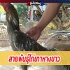 สายพันธุ์ไก่เทาหางขาว
