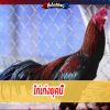 ไก่เก่งยุคปัจจุบันเป็นไก่ลูกผสม