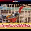การเลี้ยงลูกไก่ไซง่อน100ให้เป็นไก่ที่พร้อมชนควรเลี้ยงอย่างไร