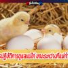 คำนึงการปฏิบัติการดูแลแม่ไก่ ขณะระหว่างที่แม่กำลังฟักไข่