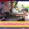 ไก่ไม่ได้นอนพักทำอย่างไร?