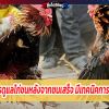 เซียนไก่ การดูแลไก่ชนหลังจากชนเสร็จ มีเทคนิคการดูแลไก่ดังนี้