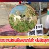 เจ้าของไก่แจ้งความ ตามล่าคนเลี้ยงหมามารับผิด หลังไก่ชนถูกกัดสูญนับแสน