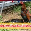 เฝ้าร่างเพื่อนซี้ที่จมน้ำตาย ไม่ยอมไปไหน หวังให้เพื่อนกลับมาอีกครั้ง 