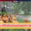 ไก่ที่เลี้ยงไว้กิน ไก่ที่กินได้ส่วนใหญ่แล้วอร่อยจริงๆ มีอยู่ไม่กี่ประเภท