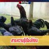 การเลี้ยงไก่พื้นเมืองให้ได้ผลผลิตดี