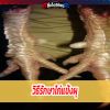 ไก่แข้งผุจากเชื้อรา