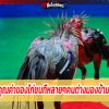 คุณค่าของไก่ชนที่หลายๆคนต่างมองข้าม