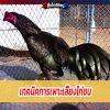 เทคนิคการเพาะเลี้ยงไก่ชน