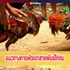 เลี้ยงไก่ชนต้องไม่ตามกระแส