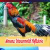 ลักษณะ ไก่ชนภาคใต้ ที่สู้ไม่เก่ง