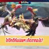 ไก่จิกตีกันบ่อยๆ เกิดจากอะไร?