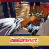 ไก่ชนพันธุ์ลายหางขาว