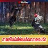 การแก้ไขเมื่อไก่ชนเกิดอาการหอบจัด