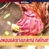 น้ำมันพังพอนและยางมะละกอ กลโกงการตีไก่