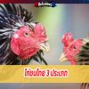 ไก่ชนไทย 3 ประเภท
