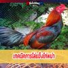 เทคนิคการไล่แข็งไก่พม่า