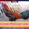 ไก่ชนพม่า ลักษณะไก่ชนพม่าที่ดีดูโดดเด่นสง่า และมีแววรุ่ง