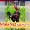 เจ้าเก้าล้าน โกวเซ้มฟาร์ม แชมป์ 11,000,000 บาท ป.บางเลน
