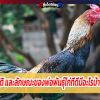 คุณสมบัติ และลักษณะของพ่อพันธุ์ไก่ที่ดีมีอะไรบ้างมาดูกัน