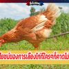 ประโยชน์ของการเลี้ยงไก่ที่ใครๆก็คาดไม่ถึง