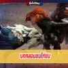 บทกลอนชมไก่ชน หาได้ตามนี้อย่าขายเด็ดขาด