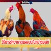 วิธีการรักษาบาดแผลบนใบหน้าของไก่