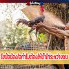 ไขข้อข้องใจทำไมต้องให้น้ำไก่ระหว่างชน