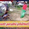 เจ้าของเศร้า งูหลามยักษ์ บุกกินไก่ชนตัวเก่ง แต่ถูกอวนพันหนีไม่รอด