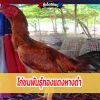 ไก่ชนพันธุ์ทองแดงหางดำ