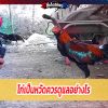 ไก่เป็นหวัดควรดูแลอย่างไร