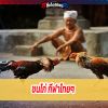 ไก่ชน ชนไก่ กีฬาไทยๆ ศิลปะบ้านเรา