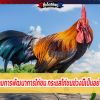 การติดตามการพัฒนาการไก่ชน กระแสไก่ชนช่วงนี้เป็นอย่างไรบ้าง