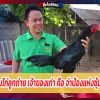 เจ้ากระทิง พิกัด 3.2  เป็นไก่ลูกถ่าย เจ้าของเก่า คือ จ่าป้อง แห่งซุ้ม ส.เทพมงคล
