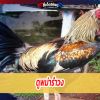 ดูพม่ารำวงอย่างไรให้ได้ไก่ชนพม่าแบบโดนใจ