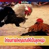 ไก่ชนถ่ายใหญ่แต่งให้เป็นลูกหนุ่ม