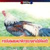 การจับคู่ผสมพม่าพิจารณาอย่างไรให้ลงตัว