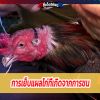 การเย็บแผลไก่ที่เกิดจากการชน